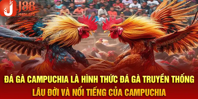 Chia sẻ đầy đủ nội dung cơ bản về hình thức đá gà Campuchia