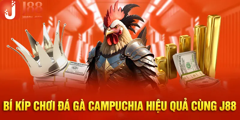 Kinh nghiệm đá gà hiệu quả tổng kết từ nhiều chuyên gia