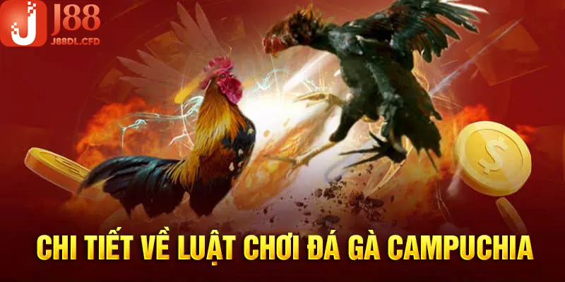 Luật chơi đá gà Campuchia cơ bản dành cho người mới